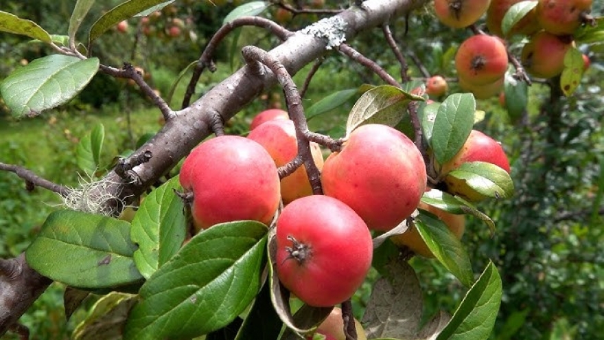 Săn lùng quả đặc sản Tây Bắc, vị chua chát nhưng hương thơm nức